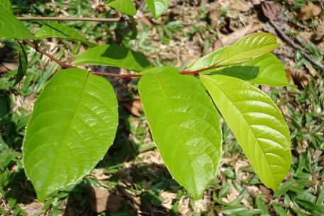 Tetracera indica — DSC05907 (08)