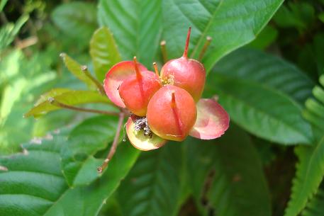 Tetracera indica — DSC05913 (08)