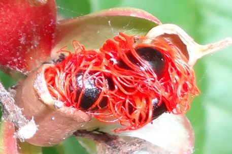 Tetracera indica — DSC07071 (14)