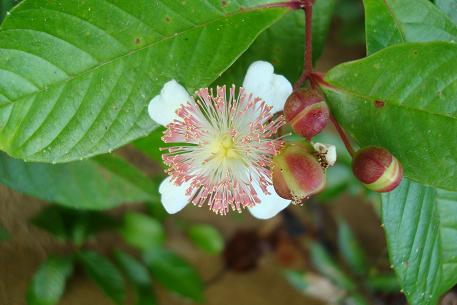 Tetracera indica — DSC07423 (08)