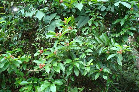 Tetracera indica — DSC07432 (08)