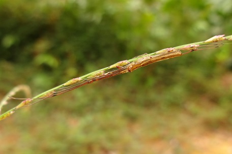 DSC07993 (13)