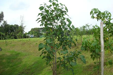 DSC02612 (09)