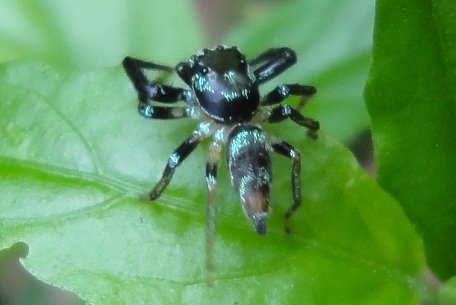Thiania bhamoensis — DSC04934 (11)