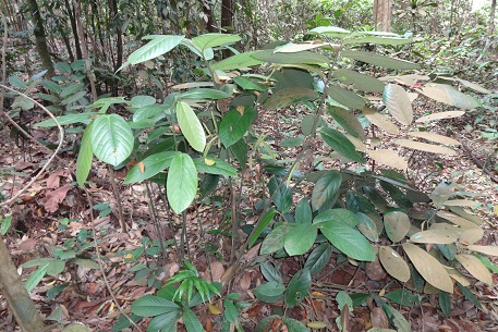 Thottea grandiflora — DSC02901 (13)