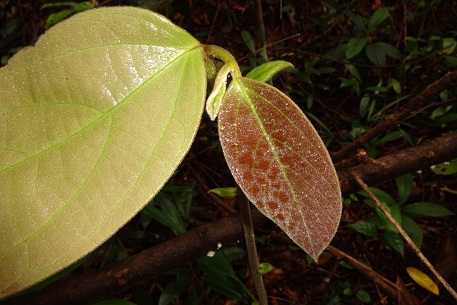 Thottea grandiflora — DSC07468 (13)