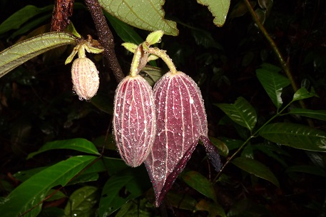 Thottea grandiflora — DSC09651 (13)