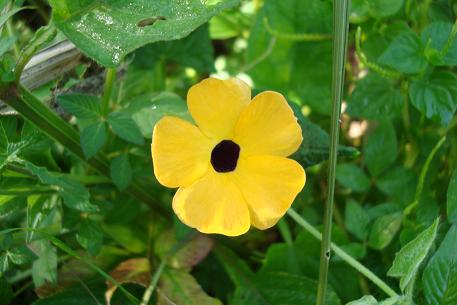 Thunbergia alata — DSC09149 (08)