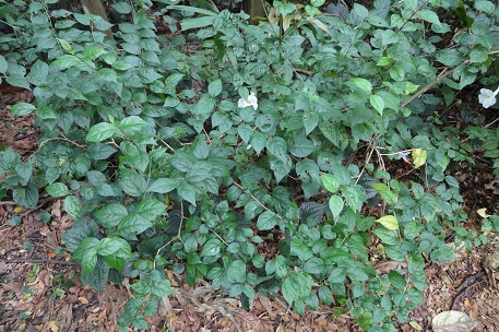 DSC03131 (10)