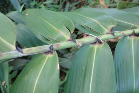 Thysanolaena latifolia — DSC01665 (12)