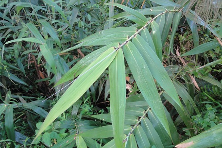 Thysanolaena latifolia — DSC01666 (12)