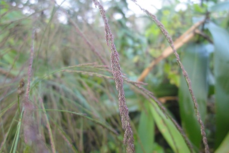 Thysanolaena latifolia — DSC01669 (12)