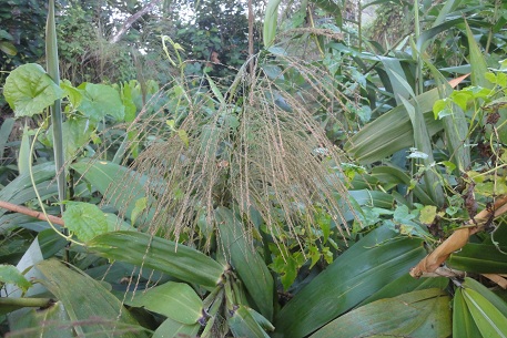 Thysanolaena latifolia — DSC01671 (12)