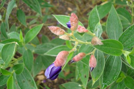 Tibouchina urvilleana — DSC02252 (09)