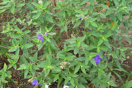 Tibouchina urvilleana — DSC02254 (09)