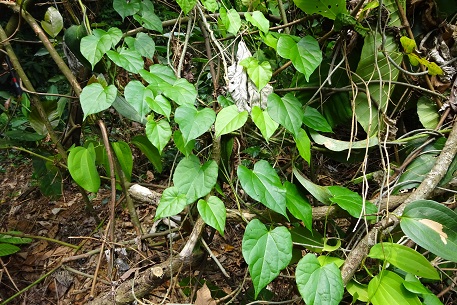 DSC00500 (14)