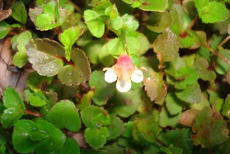 DSC00657 (10)