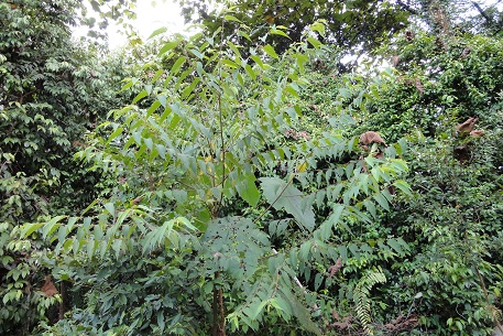 DSC00105 (11)