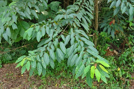 Triadica cochinchinensis — DSC01546 (14)