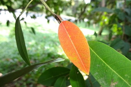 Triadica cochinchinensis — DSC04068 (12)