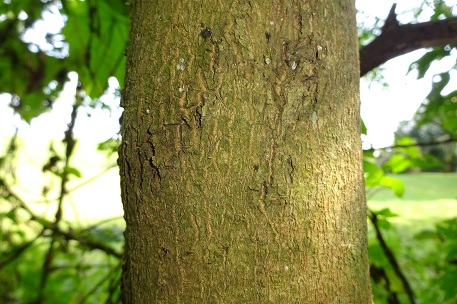 Triadica cochinchinensis — DSC04380 (14)