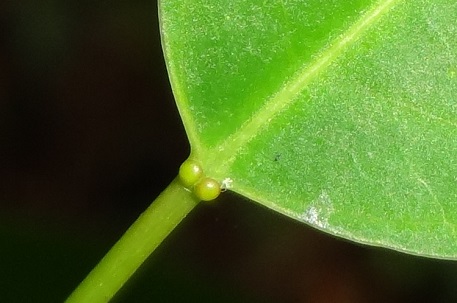 Triadica cochinchinensis — DSC05653 (13)