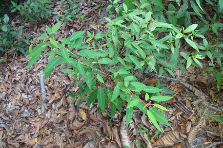 Triadica cochinchinensis — DSC08110 (14)