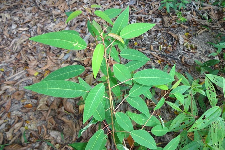 Triadica cochinchinensis — DSC08111 (14)