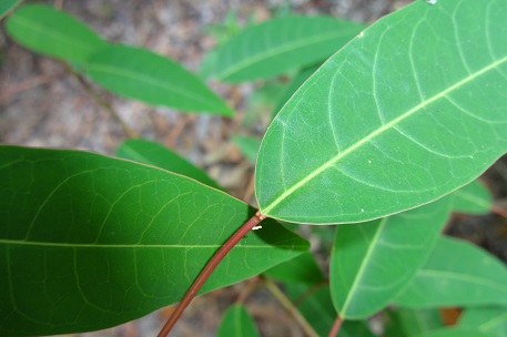 Triadica cochinchinensis — DSC08113 (14)
