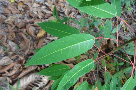 Triadica cochinchinensis — DSC08117 (14)