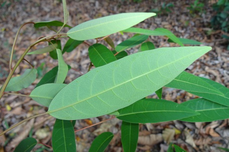 Triadica cochinchinensis — DSC08118 (14)