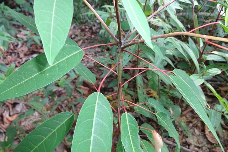 Triadica cochinchinensis — DSC08119 (14)