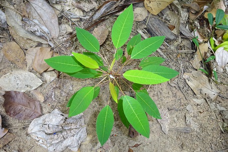 Triadica cochinchinensis — DSC08441 (14)