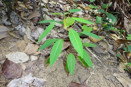 Triadica cochinchinensis — DSC08442 (14)