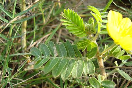 Tribulus terrestris — DSC01980 (08)
