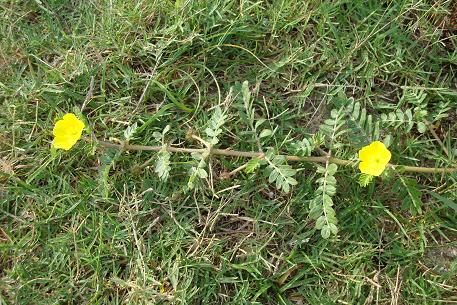 Tribulus terrestris — DSC01983 (08)