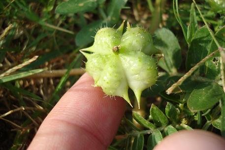 Tribulus terrestris — DSC01988 (08)