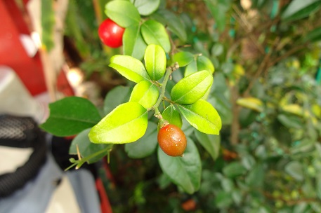 Triphasia trifolia — DSC00077 (13)