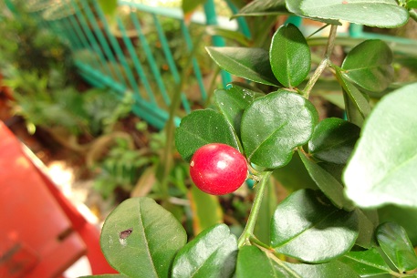 Triphasia trifolia — DSC00078 (13)