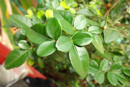 Triphasia trifolia — DSC00079 (13)