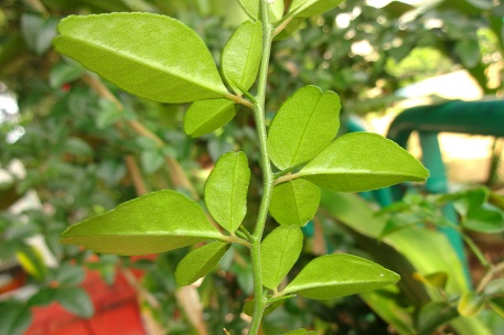 Triphasia trifolia — DSC00081 (13)