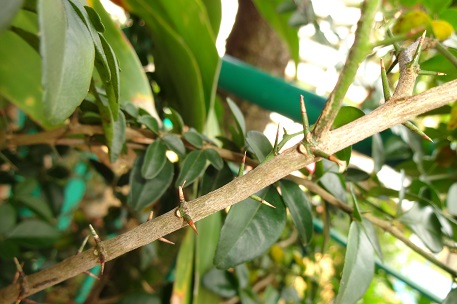 Triphasia trifolia — DSC00083 (13)