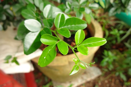 Triphasia trifolia — DSC00085 (13)