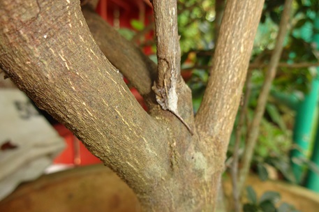 Triphasia trifolia — DSC00086 (13)