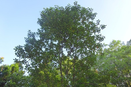 DSC07167 (15)