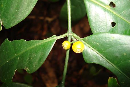 DSC00435 (08)