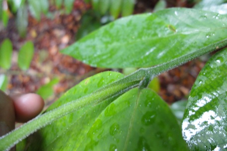 Urophyllum streptopodium — DSC00157 (10)