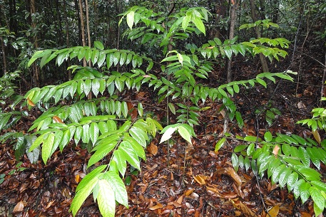 Urophyllum streptopodium — DSC00162 (10)