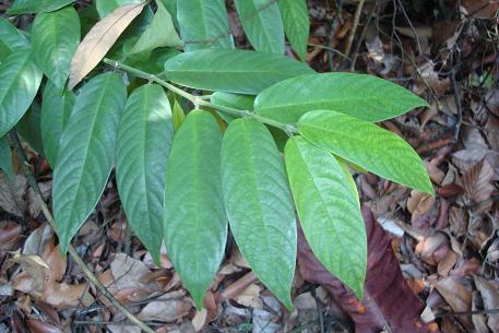 Urophyllum streptopodium — DSC01330 (10)