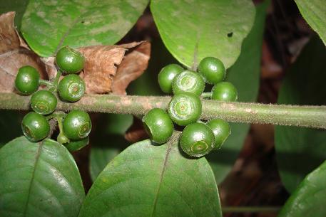 Urophyllum streptopodium — DSC01331 (10)